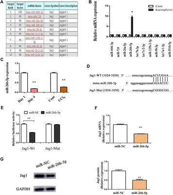 Kaempferol Inhibits Hepatic Stellate Cell Activation by Regulating miR-26b-5p/Jag1 Axis and Notch Pathway